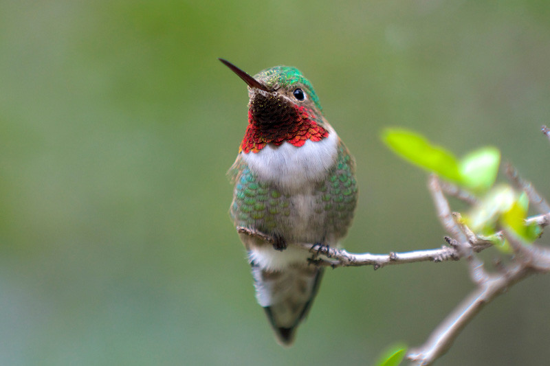 Hummingbird, Humming Bird Food, Ruby Throat Hummingbird